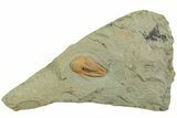 Cambrian Trilobite (Kingaspis) - Tinjdad, Morocco #229613-1